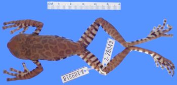 Media type: image;   Herpetology A-109318